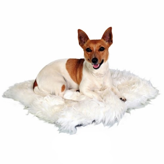 Homeopatika pro psy Psí homeopatika